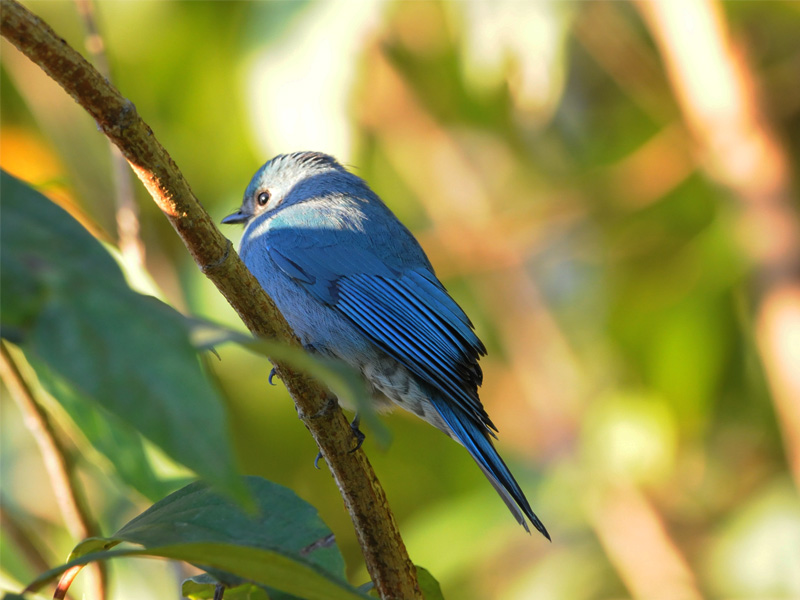 ดอยสันจุ๊ แหล่งชมนกพันธุ์หายาก