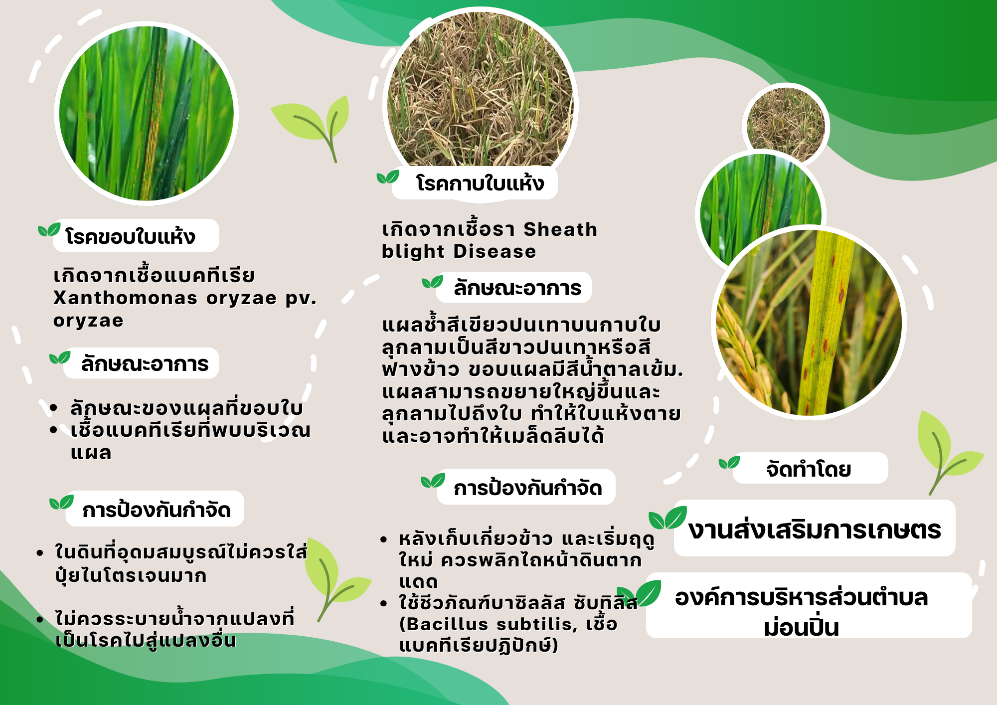 ภาพประกอบ โรคข้าวและการป้องกันกำจัด