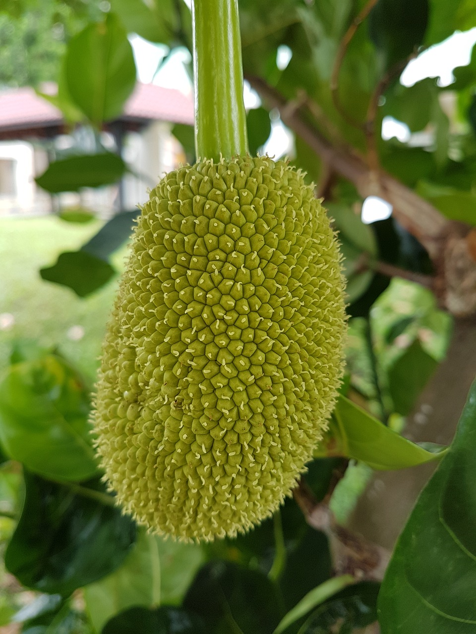 ต้นขนุน