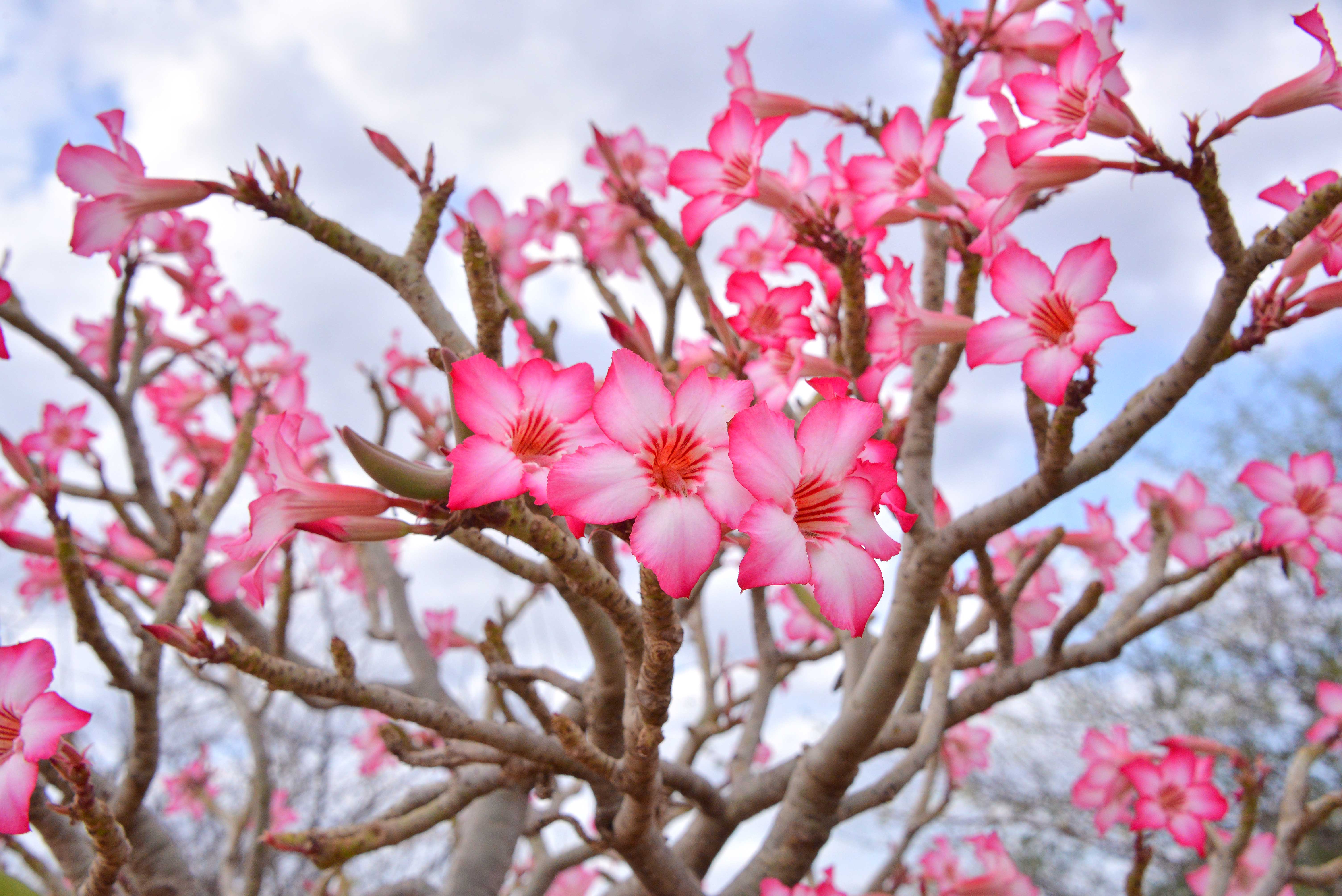 เฟื่องฟ้า สีบานเย็น