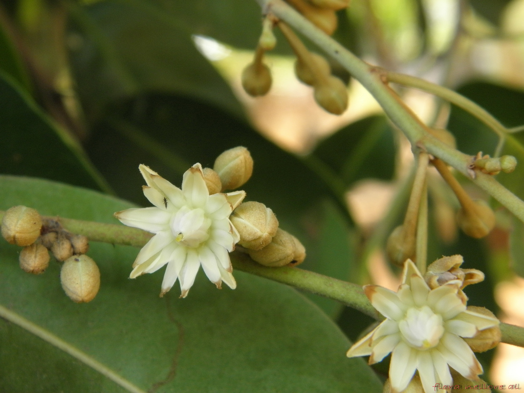 ต้นดอกแก้ว